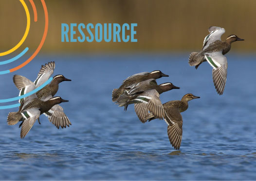 Identifier et dénombrer les oiseaux d'eau d'Afrique du Nord et du Sahel: Comment et dans quels buts? MOOC-OiseauxOFB