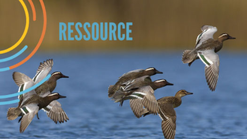 Identifier et dénombrer les oiseaux d'eau d'Afrique du Nord et du Sahel: Comment et dans quels buts? MOOC-OiseauxOFB